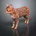 Bengal Cat With Spotted Coat Standing On Reflective Surface And Shiny Fur Pattern 3d model