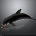 Detailed Dolphin Character 3D Model With Open Mouth And Reflection On Dark Background 3d model