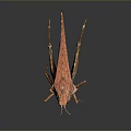Red Grasshopper With Detailed Texture And Long Hind Legs On Gray Background