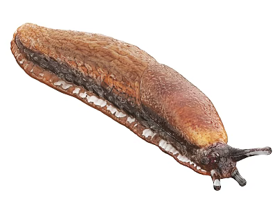 Brown Reptile With Slimy Elongated Body And Antennae In Close Up View 3d model