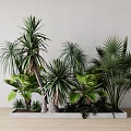Diverse Green Plants Including Palms And Yuccas In Rectangular Concrete Planter On Wooden Floor