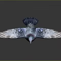 Colorful Pigeon With Spread Wings Standing On Dark Surface Showing Reflection And Gray Background