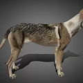 Realistic 3D Render Of Standing Dog With Gray Brown White Fur
