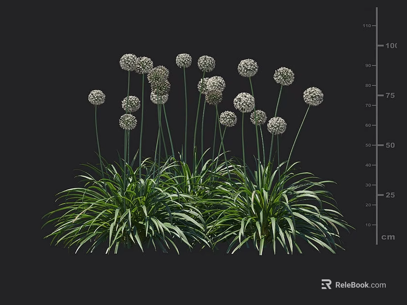 Tall Garden Flowers With Round White Blooms And Lush Green Foliage For Outdoor Spaces 3d model 