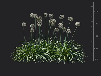 Tall Garden Flowers With Round White Blooms And Lush Green Foliage For Outdoor Spaces 3d model