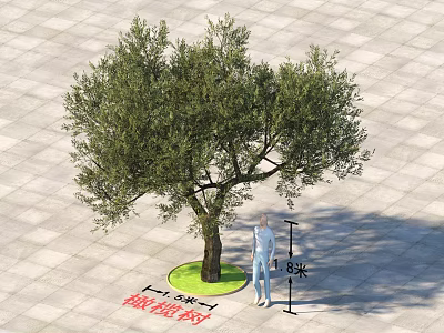 Olive Tree 8 Meters Tall with Circular Green Base on Square Stone Pavement 3d model