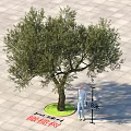 Olive Tree 8 Meters Tall with Circular Green Base on Square Stone Pavement 3d model