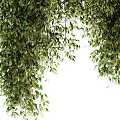 Lush Green Leafy Shrubs With Hanging Branches For Garden Landscaping Decor