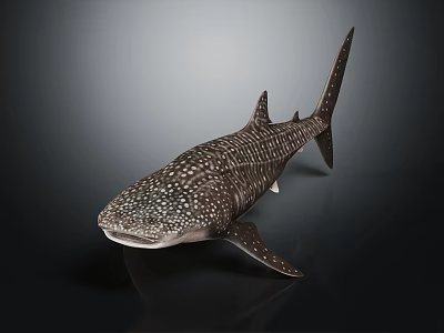 Realistic Whale Shark Model With White Spots On Dark Body And Marine Features 3d model
