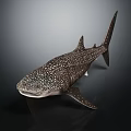 Realistic Whale Shark Model With White Spots On Dark Body And Marine Features