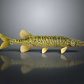 Aquatic Animal Pike Fish With Yellow Green Patterned Slender Body Fins Tail Dark Background Reflection