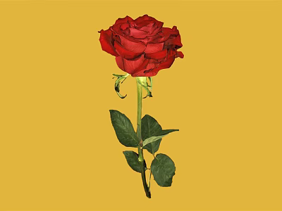 Beautiful Red Rose with Green Leaves and Stem on Yellow Background 3d model