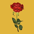 Beautiful Red Rose with Green Leaves and Stem on Yellow Background