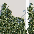Vine Climbing White Wall With Lush Green Leaves Human Silhouette And Natural Growth
