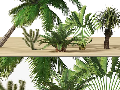 Tropical Trees Collection Featuring Palm Ferns Cactus And Green Foliage On Wooden Floor 3d model