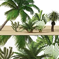 Tropical Trees Collection Featuring Palm Ferns Cactus And Green Foliage On Wooden Floor
