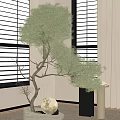Indoor Bonsai Plant with Elegant Curved Branches and Lush Foliage Near Window Blinds