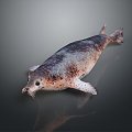 Modern Seal Marine Animal Anime Character Game Character 3d model