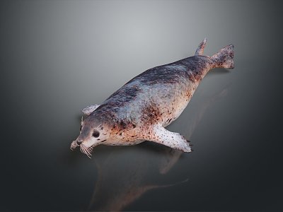 Modern Seal Marine Animal Anime Character Game Character 3d model