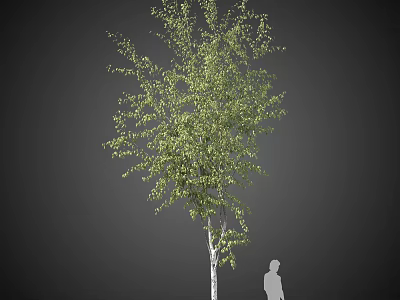 Lush Green Leaf Arbor With White Trunk And Human Silhouette For Scale 3d model