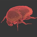 Realistic Black and Yellow Beetle With Carapace Six Legs 3D Model Dark Background