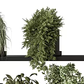 Stylish Indoor Bonsai Potted Plants On Modern Black Shelves With Green Foliage
