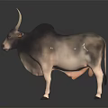 Long Horned Gray Brown Zebu Standing on Black Reflective Ground with Dark Background