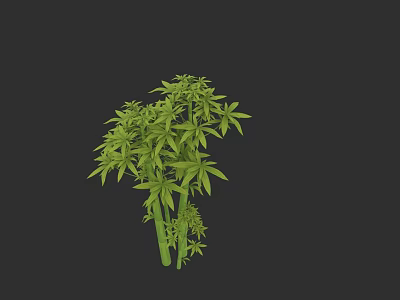 Lush Green Bamboo Plant With Multiple Branches And Slender Leaves Growing In Dark Background 3d model
