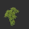 Lush Green Bamboo Plant With Multiple Branches And Slender Leaves Growing In Dark Background
