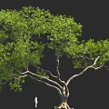 Large Tree with Lush Foliage and Thick Trunk in 3D Rendering with Small Figure 3d model