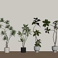 Different Shaped Bonsai Plants with Various Green Leaves and Style Pots on Light Wooden Floor