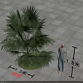 Su Palm Arbor With Lush Green Leaves 5 Meters Height Alongside 1.8m Person On Paved Ground