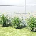 Green Shrubs Growing On Lush Grass Lawn Against Gray Wall Background