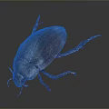 Close Up View Of Brown Beetle With Smooth Shell And Six Legs On Dark Background