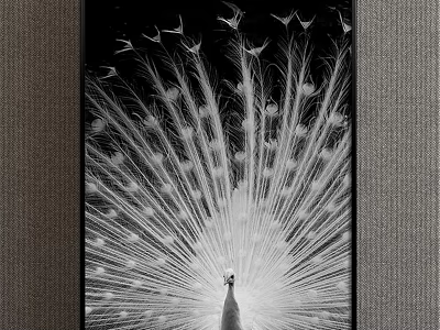 Black and White Peacock Animal Painting with Spread Tail Wall Decor 3d model