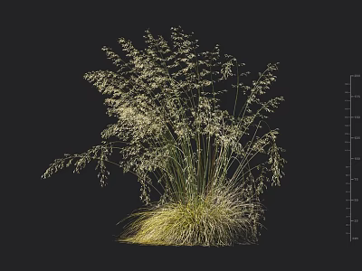 Tall Ornamental Grass With Feathery White Plumes And Green Foliage For Garden Decoration 3d model