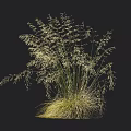 Tall Ornamental Grass With Feathery White Plumes And Green Foliage For Garden Decoration