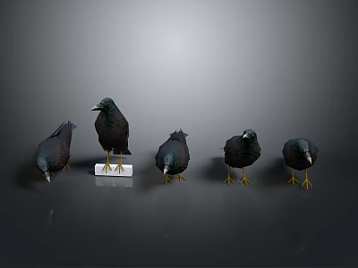 Five Dark Birds Standing Different Positions With White Pedestal Gray Background 3d model