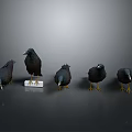 Five Dark Birds Standing Different Positions With White Pedestal Gray Background 3d model