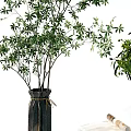Stylish Decorative Ornament Combination With Green Plants In Vases And Natural Decor Details