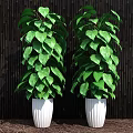 Green Leafy Potted Plants With White Pots And Dark Wooden Backdrop