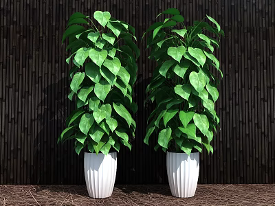 Green Leafy Potted Plants With White Pots And Dark Wooden Backdrop 3d model