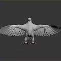 White Pigeon With Spread Wings Standing On Black Reflective Surface And Gray Gradient Background 3d model