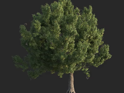 Lush Green Arbor With Dense Foliage And Thick Trunk Isolated On Dark Background 3d model