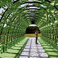 Garden Pergola With Arch Structure Covered In Green Vines Stone Path And Fresh Vegetables