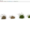 Brown and Green Feathery Ornamental Grass Clumps Swaying in Windy Garden