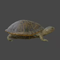 Realistic Turtle Sculpture With Detailed Textured Shell And Sharp Claws 3d model