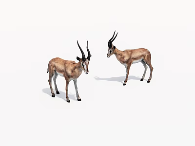 Two Antelopes with Long Curved Horns Brown Fur Standing on White Background 3d model