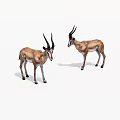 Two Antelopes with Long Curved Horns Brown Fur Standing on White Background