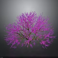 Vibrant Pink Flowering Tree With Brown Branches And Pink Blossoms On Dark Background